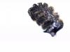Osmia spinulosa